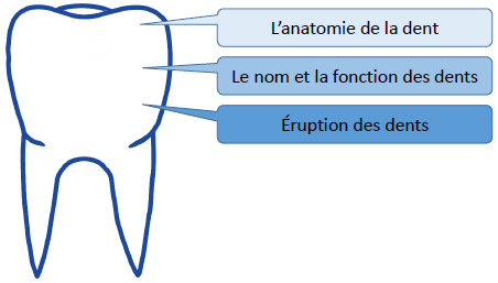 Concept De Mâchoire De Dents Mâchoire Inférieure Et Supérieure