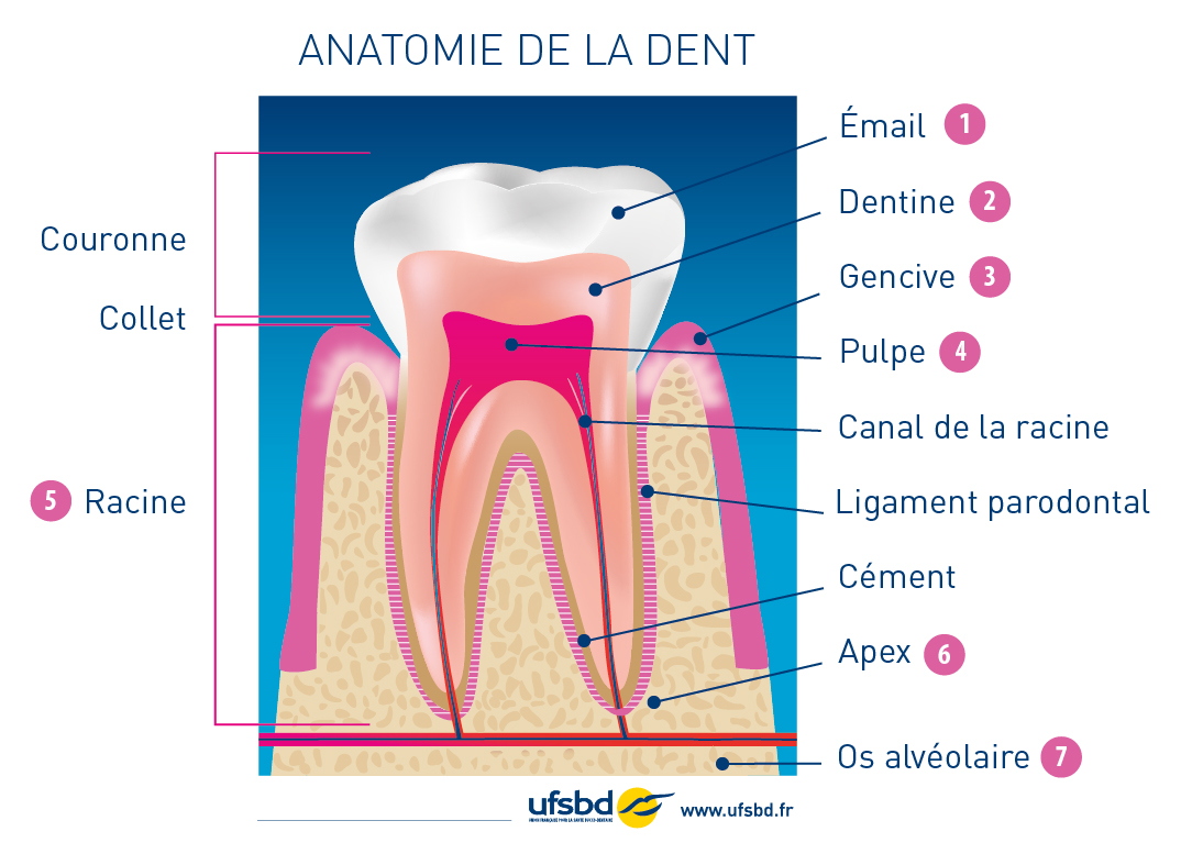 Anatomie de la dent nom et fonction des dents éruption des dents les